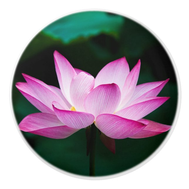 Pink Lotus Flower Ceramic Knob (Front)