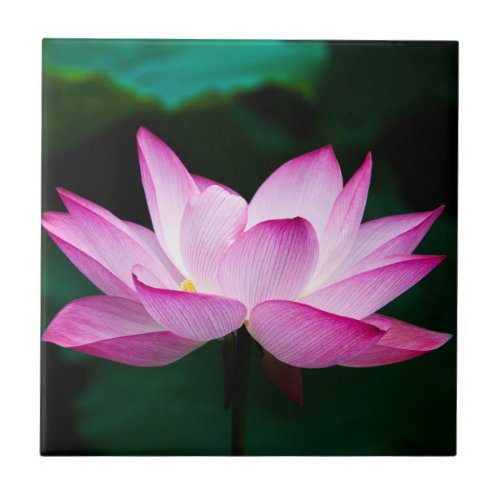Pink Lotus Flower Ceramic Tile
