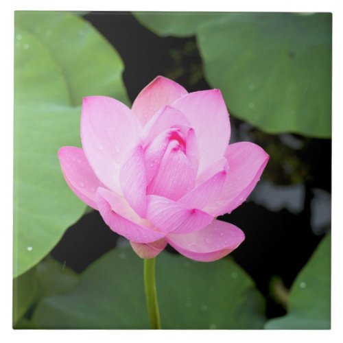 Pink lotus flower ceramic tile