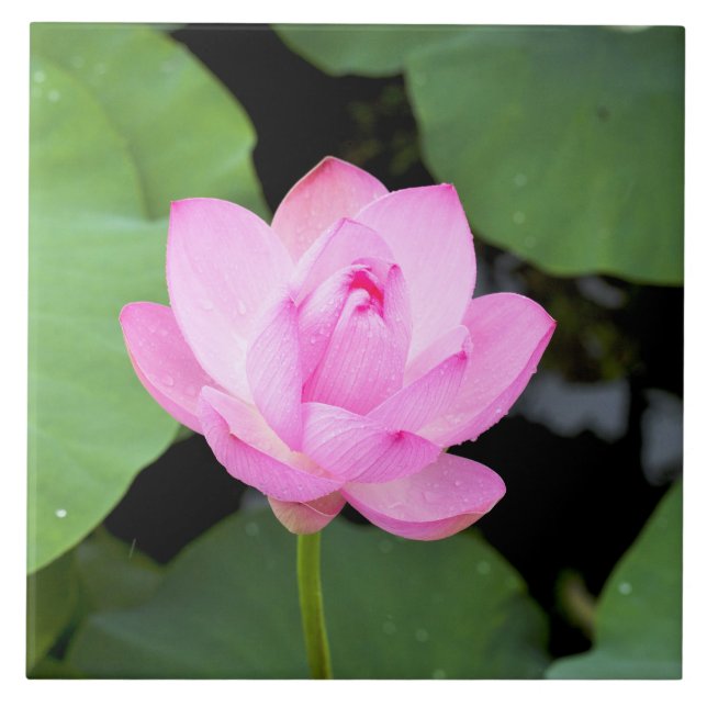 Pink lotus flower ceramic tile (Front)