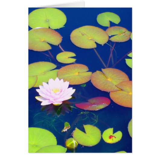 Pink Lotus Flower floating with lily pads on pond (Front)