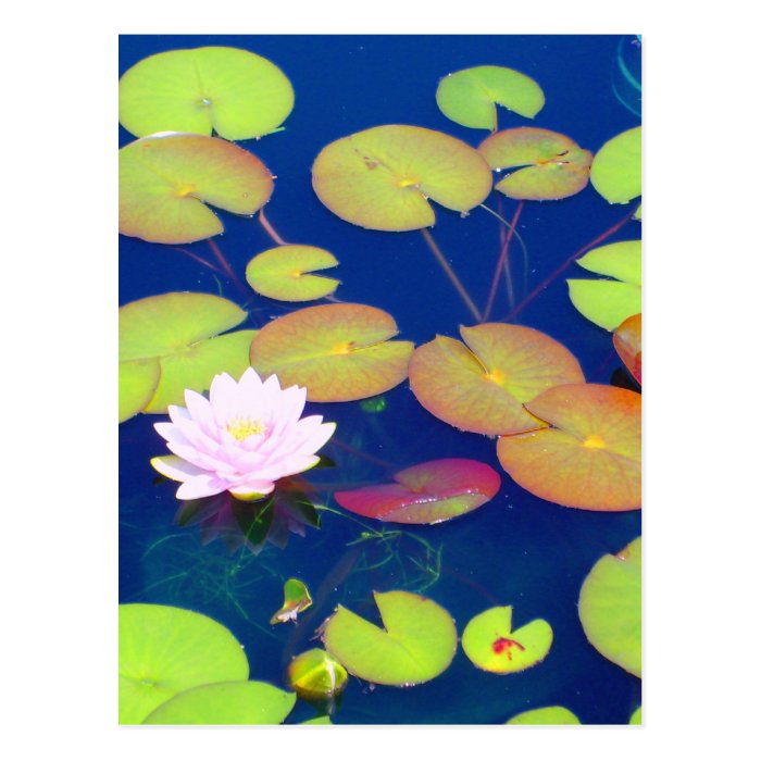 Pink Lotus Flower floating with lily pads on pond Postcards