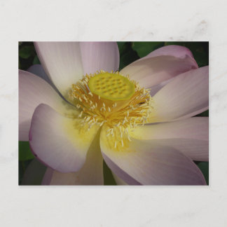 Pink Lotus Flower I Summer Floral Postcard