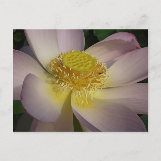 Pink Lotus Flower I Summer Floral Postcard (Front)