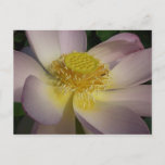 Pink Lotus Flower I Summer Floral Postcard