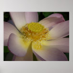 Pink Lotus Flower I Summer Floral Poster