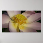 Pink Lotus Flower I Summer Floral Poster