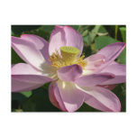 Pink Lotus Flower II Summer Floral Postcard