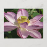 Pink Lotus Flower II Summer Floral Postcard