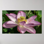 Pink Lotus Flower II Summer Floral Poster