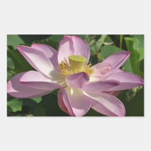 Pink Lotus Flower II Summer Floral Rectangular Sticker