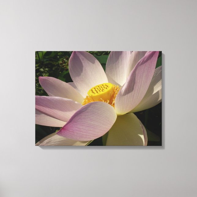 Pink Lotus Flower III Summer Floral Canvas Print (Front)