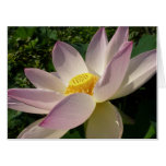 Pink Lotus Flower III Summer Floral Card