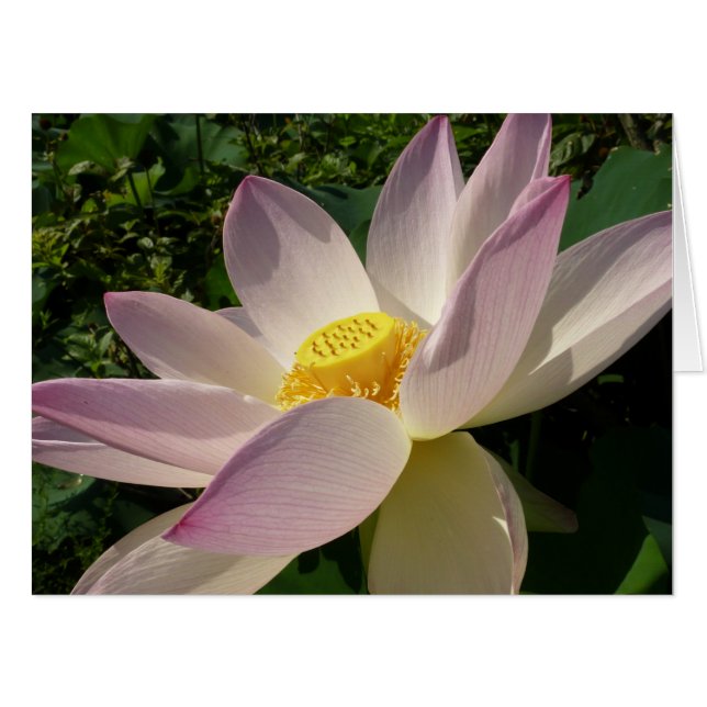 Pink Lotus Flower III Summer Floral Card (Front Horizontal)