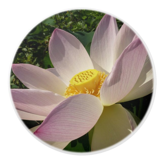 Pink Lotus Flower III Summer Floral Ceramic Knob (Front)
