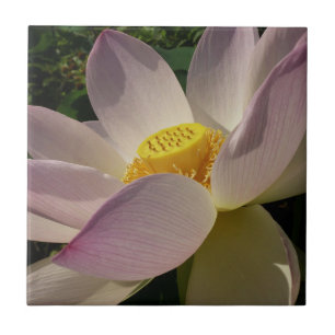 Pink Lotus Flower III Summer Floral Ceramic Tile