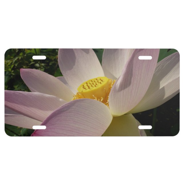 Pink Lotus Flower III Summer Floral License Plate (Front)
