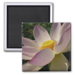 Pink Lotus Flower III Summer Floral Magnet
