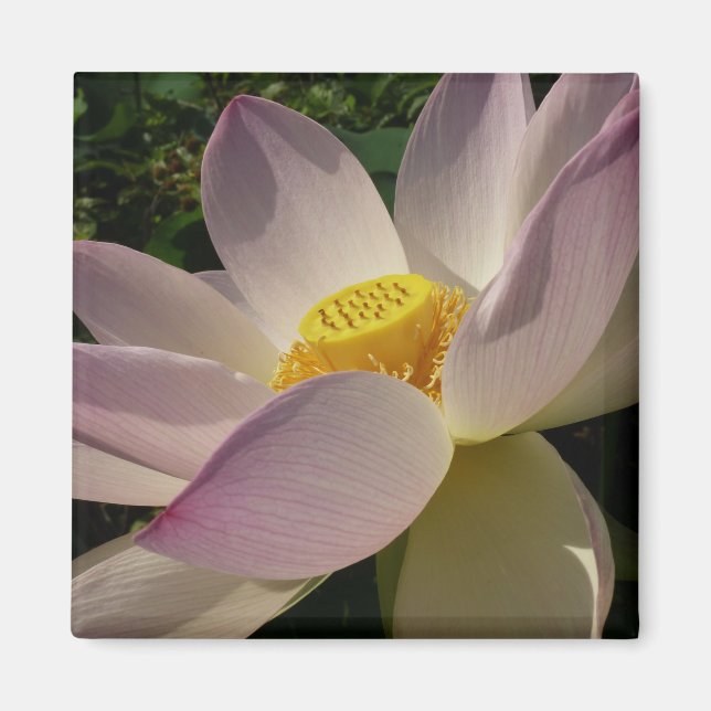 Pink Lotus Flower III Summer Floral Magnet (Front)