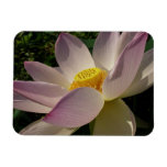 Pink Lotus Flower III Summer Floral Magnet