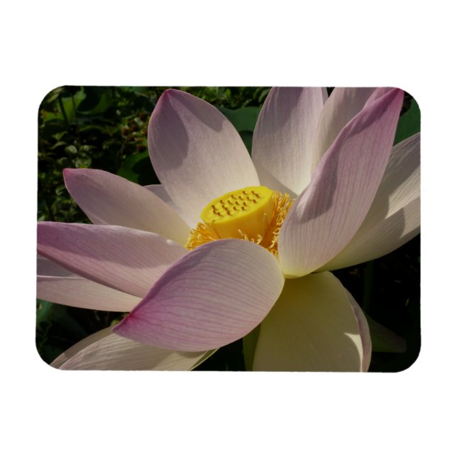 Pink Lotus Flower III Summer Floral Magnet (Horizontal)