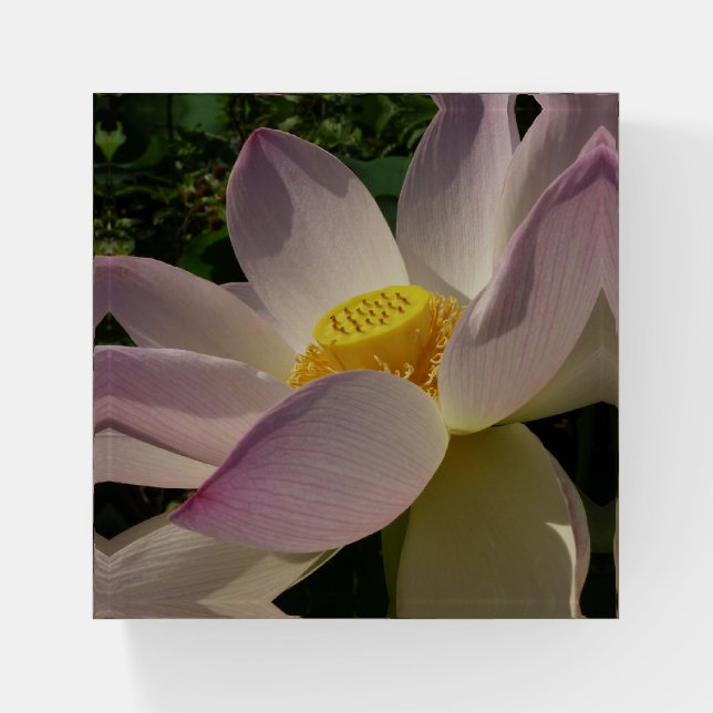 Pink Lotus Flower III Summer Floral Paperweight (Front)