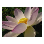 Pink Lotus Flower III Summer Floral Photo Print