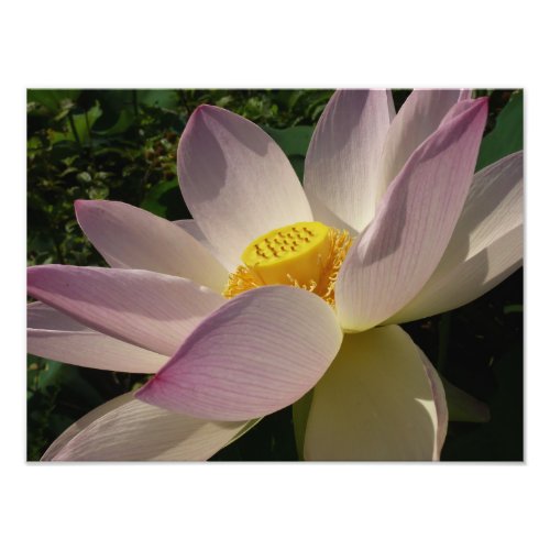 Pink Lotus Flower III Summer Floral Photo Print