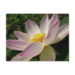 Pink Lotus Flower III Summer Floral Postcard