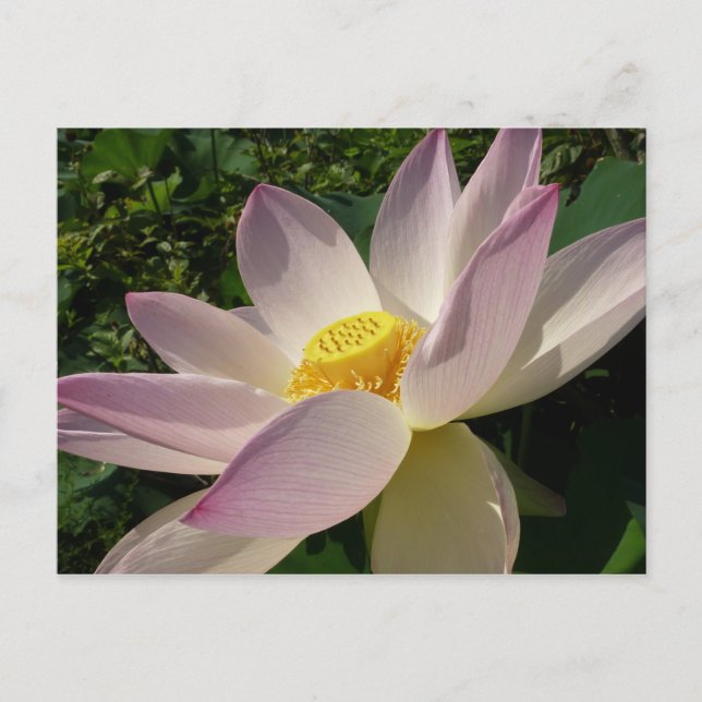 Pink Lotus Flower III Summer Floral Postcard (Front)
