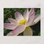 Pink Lotus Flower III Summer Floral Postcard