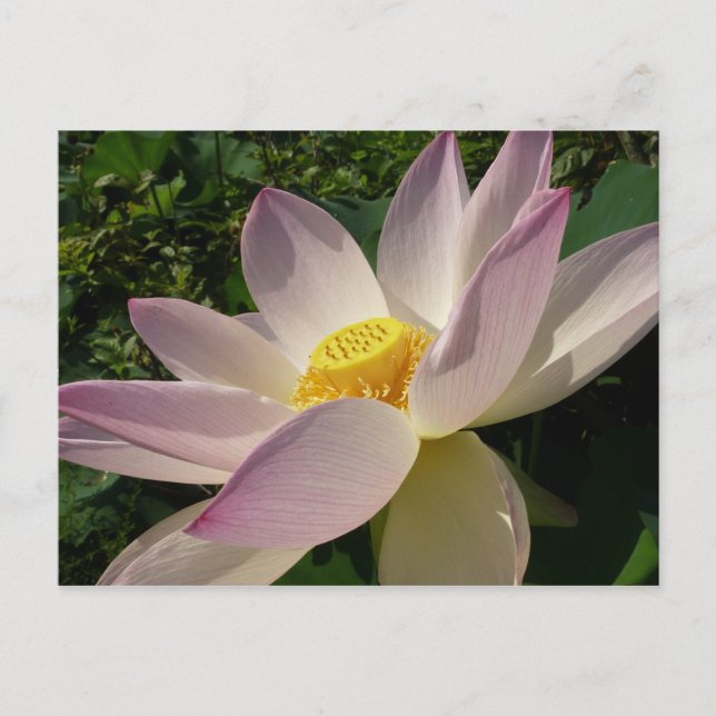 Pink Lotus Flower III Summer Floral Postcard (Front)