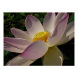Pink Lotus Flower III Summer Floral Poster