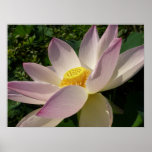 Pink Lotus Flower III Summer Floral Poster