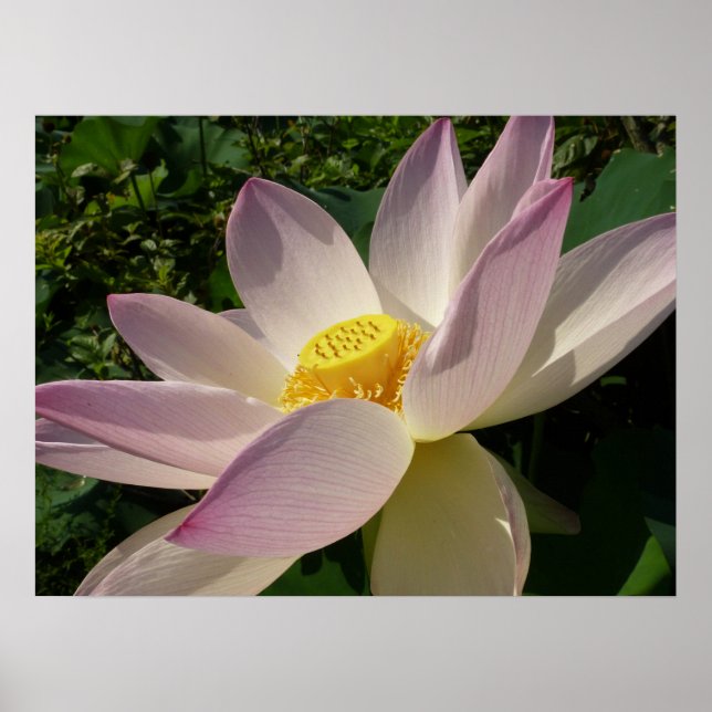 Pink Lotus Flower III Summer Floral Poster (Front)