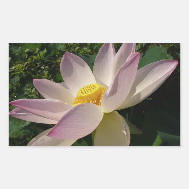 Pink Lotus Flower III Summer Floral Rectangular Sticker (Front)