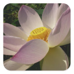 Pink Lotus Flower III Summer Floral Square Sticker
