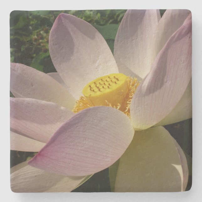 Pink Lotus Flower III Summer Floral Stone Coaster (Front)
