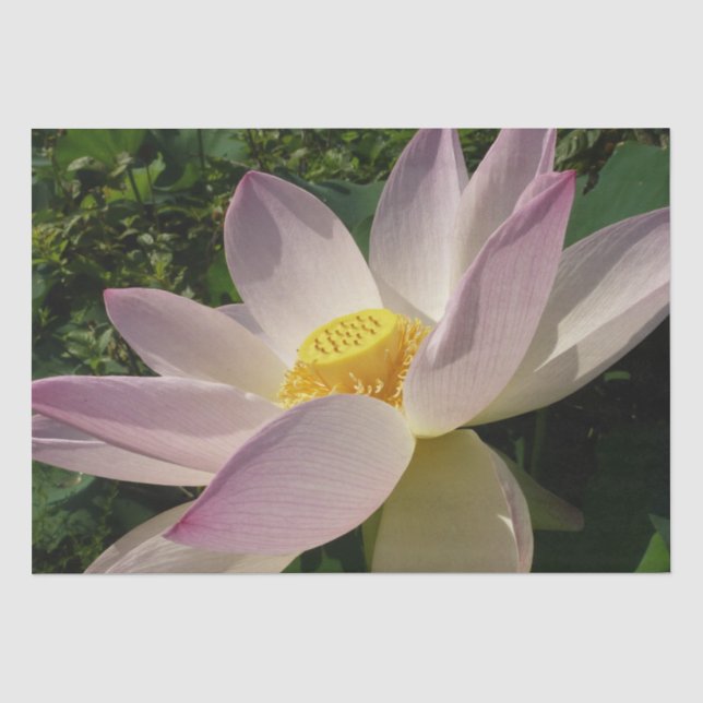 Pink Lotus Flower III Summer Floral Tissue Paper (Front)