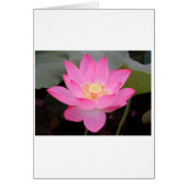 Pink Lotus Flower In Bloom (Front)