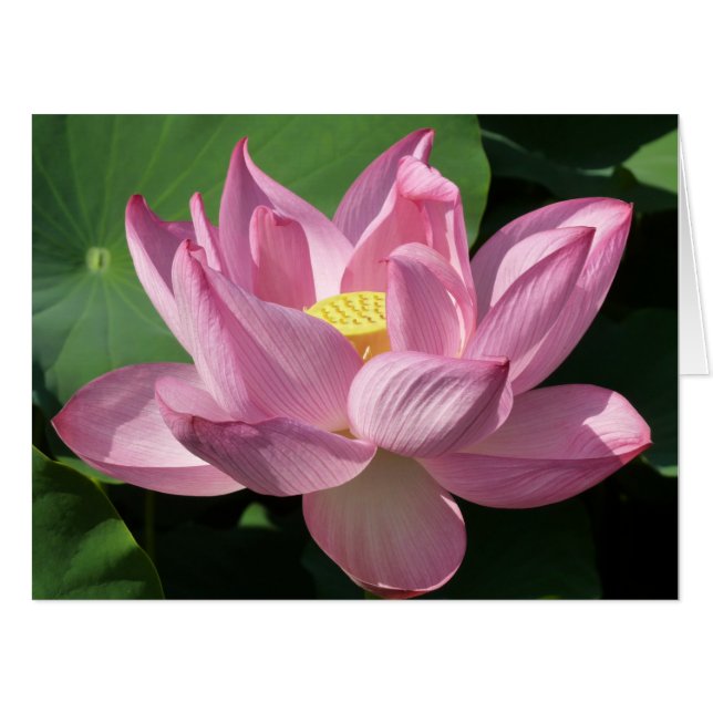 Pink Lotus Flower IV Card (Front Horizontal)
