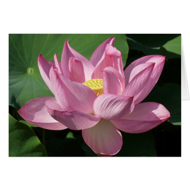 Pink Lotus Flower IV Cards (Front Horizontal)