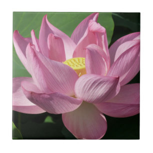 Pink Lotus Flower IV Ceramic Tile
