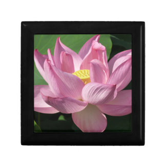 Pink Lotus Flower IV Gift Box