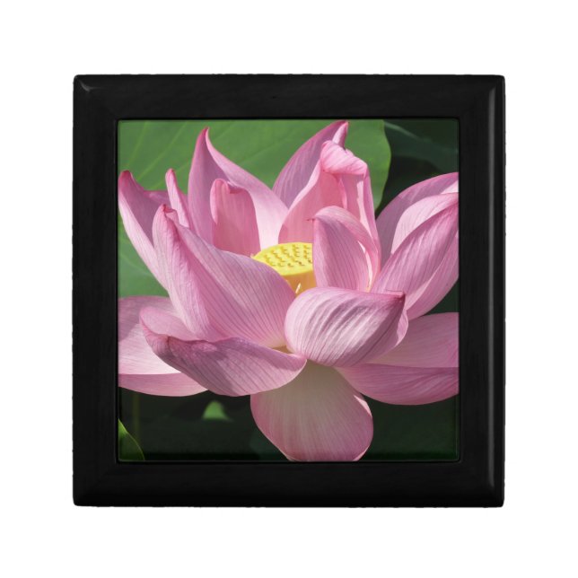 Pink Lotus Flower IV Gift Box (Front)
