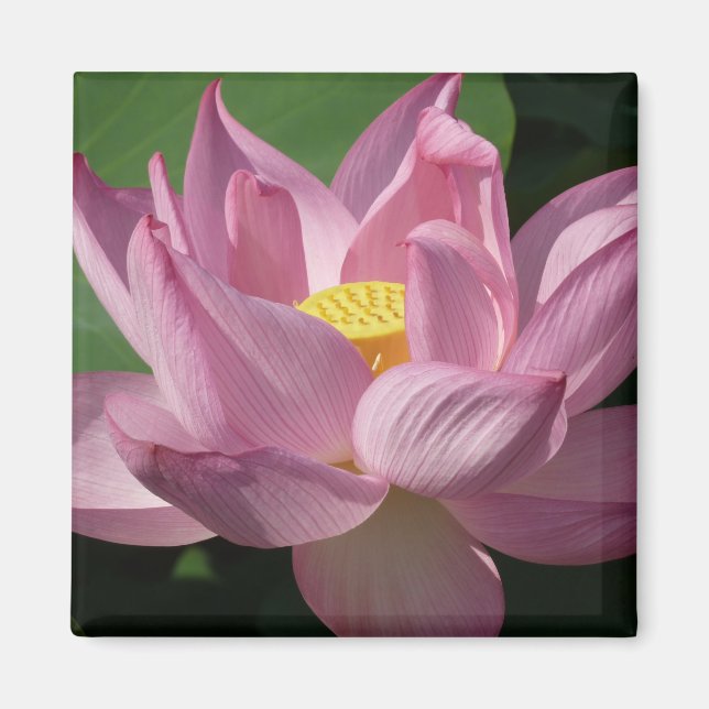 Pink Lotus Flower IV Magnet (Front)