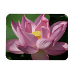 Pink Lotus Flower IV Magnet