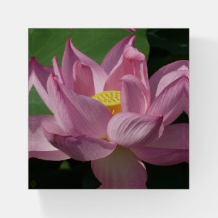 Pink Lotus Flower IV Paperweight