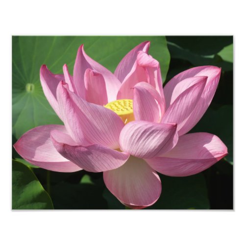 Pink Lotus Flower IV Photo Print