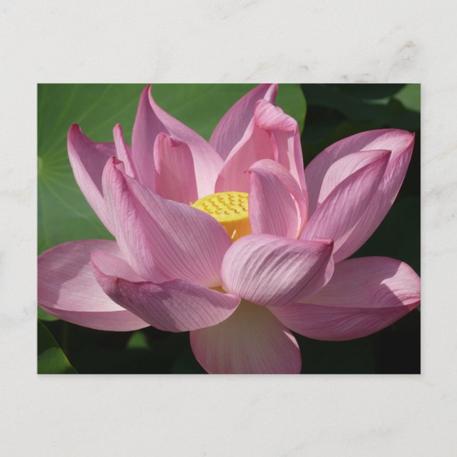 Pink Lotus Flower IV Postcard (Front)
